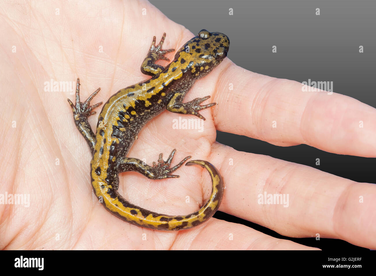 Long-toed salamander (Ambystoma macrodactylum), Sud Okanagan Valley, Oliver, British Columbia, Canada Foto Stock