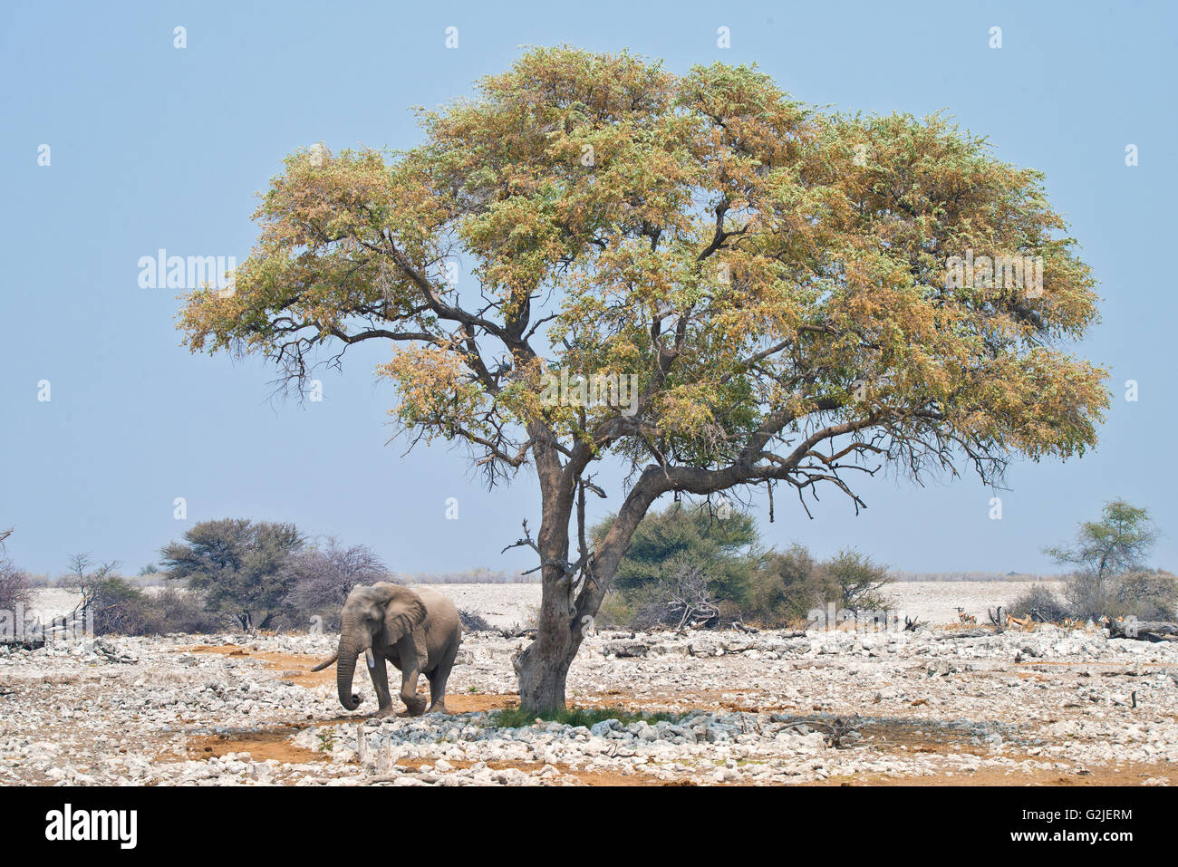 Elefante africano (Loxodonta africana), il Parco Nazionale di Etosha, Namibia, Sud Africa Foto Stock