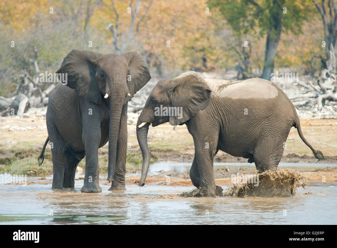I capretti l'elefante africano (Loxodonta africana) giocando, il Parco Nazionale di Etosha, Namibia, Sud Africa Foto Stock