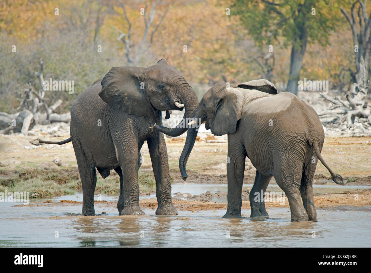 I capretti l'elefante africano (Loxodonta africana) giocando, il Parco Nazionale di Etosha, Namibia, Sud Africa Foto Stock