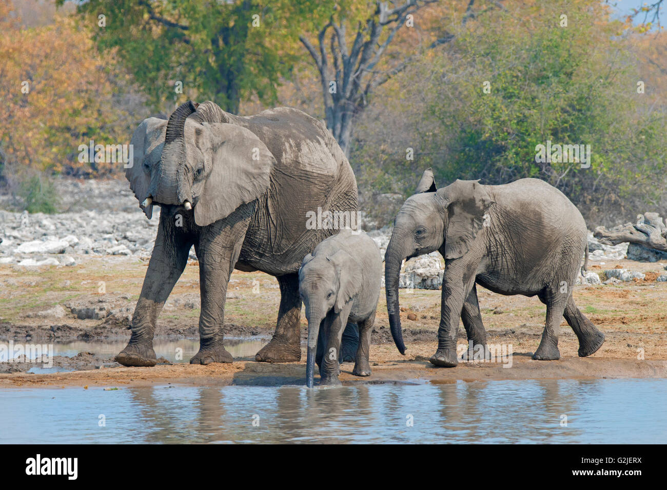 Elefante africano (Loxodonta africana) famiglia bere e giocare al Waterhole, il Parco Nazionale di Etosha, Namibia, Sud Africa Foto Stock