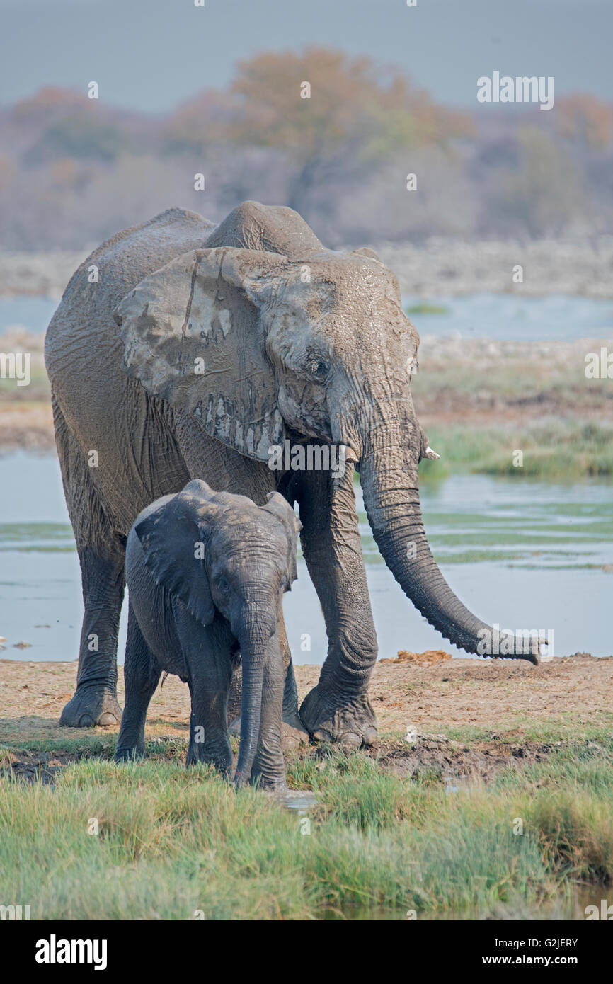 Elefante africano (Loxodonta africana) famiglia bere e giocare al Waterhole, il Parco Nazionale di Etosha, Namibia, Sud Africa Foto Stock