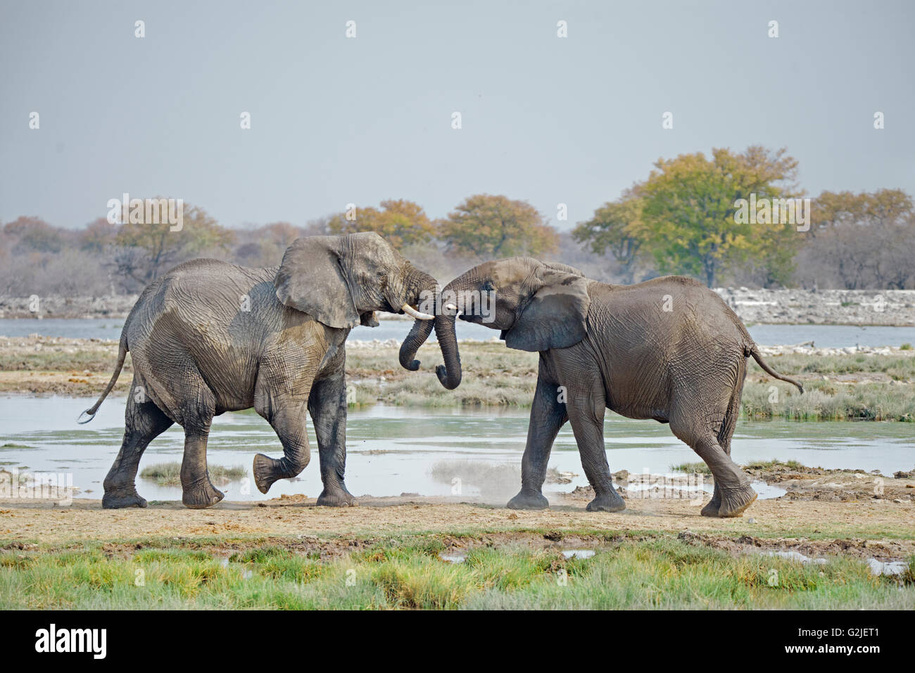 I capretti l'elefante africano (Loxodonta africana) giocando, il Parco Nazionale di Etosha, Namibia, Sud Africa Foto Stock