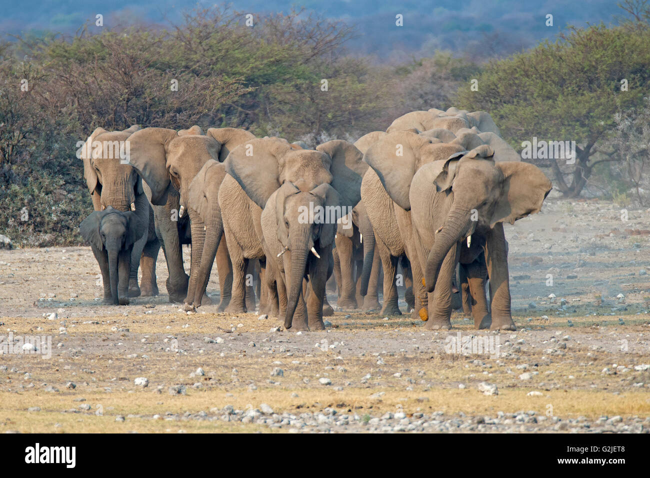 Elefante africano (Loxodonta africana) famiglia proveniente da un waterhole a bere, il Parco Nazionale di Etosha, Namibia, Sud Africa Foto Stock