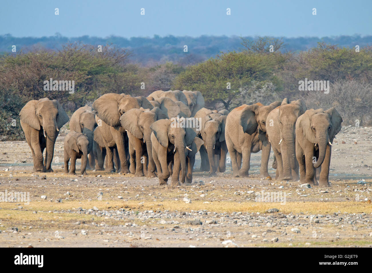 Elefante africano (Loxodonta africana) famiglia proveniente da un waterhole a bere, il Parco Nazionale di Etosha, Namibia, Sud Africa Foto Stock