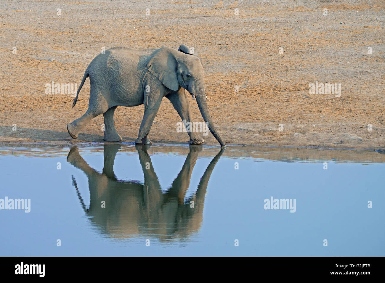 Elefante africano (Loxodonta africana) famiglia proveniente da un waterhole a bere, il Parco Nazionale di Etosha, Namibia, Sud Africa Foto Stock