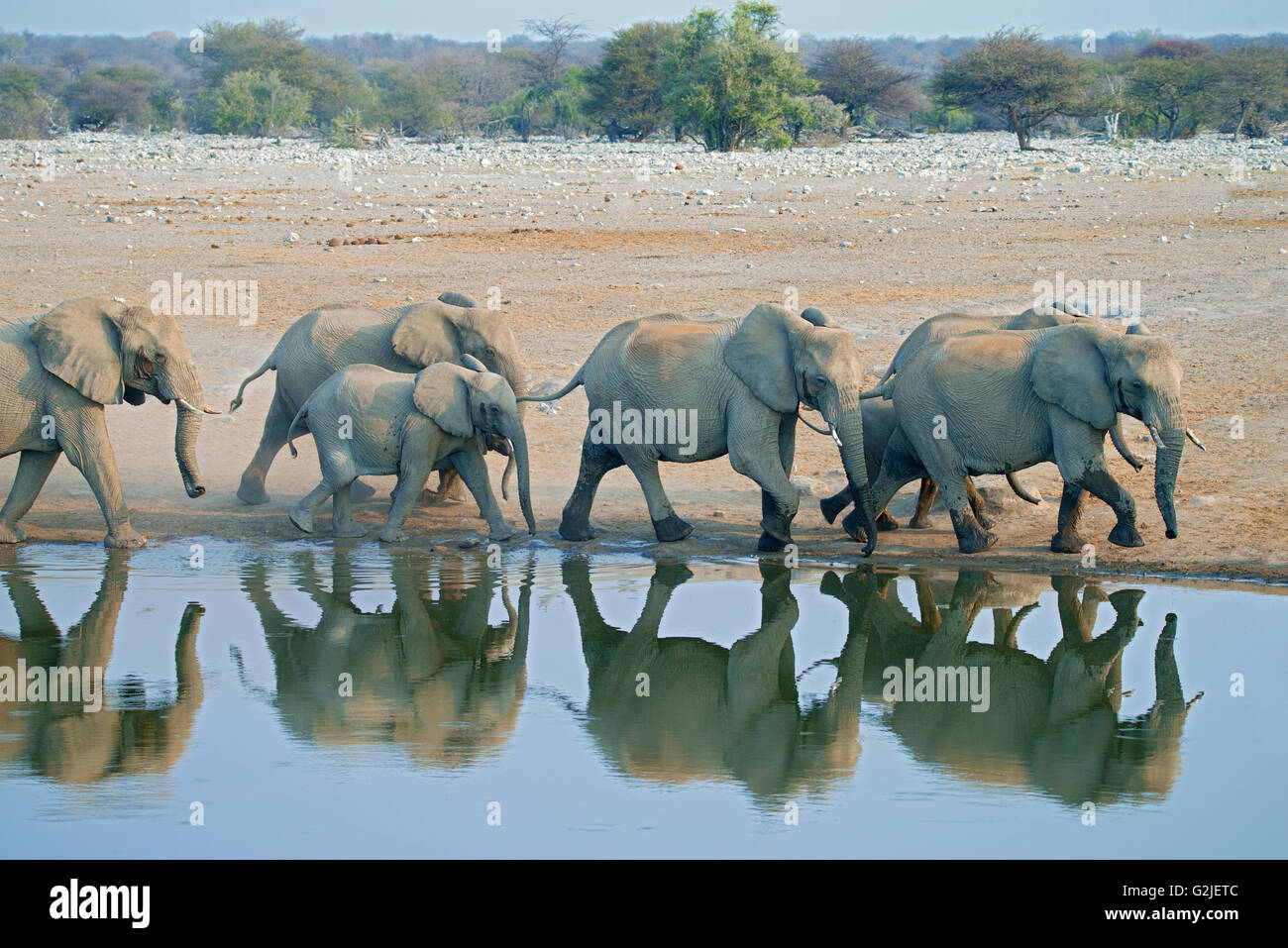Elefante africano (Loxodonta africana) famiglia proveniente da un waterhole a bere, il Parco Nazionale di Etosha, Namibia, Sud Africa Foto Stock