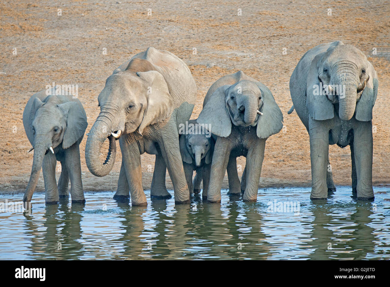 Elefante africano (Loxodonta africana) famiglia proveniente da un waterhole a bere, il Parco Nazionale di Etosha, Namibia, Sud Africa Foto Stock