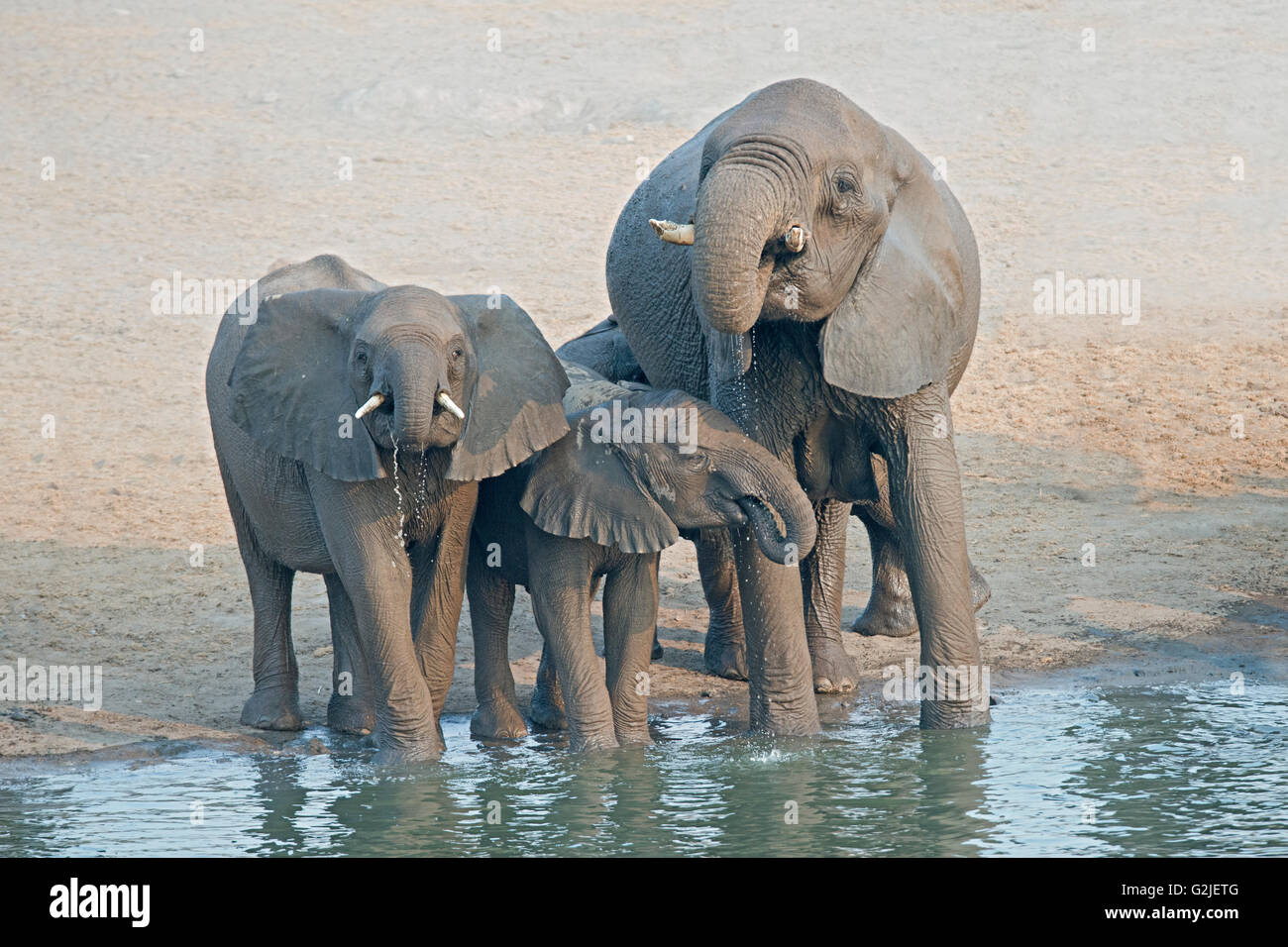 Elefante africano (Loxodonta africana) famiglia proveniente da un waterhole a bere, il Parco Nazionale di Etosha, Namibia, Sud Africa Foto Stock