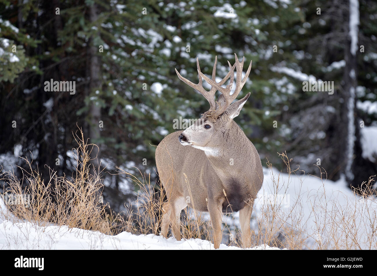 Una matura Mule Deer buck Odocoileus hemionus, guardando indietro nel suo shoulderin la neve fresca nelle zone rurali di Alberta in Canada. Foto Stock