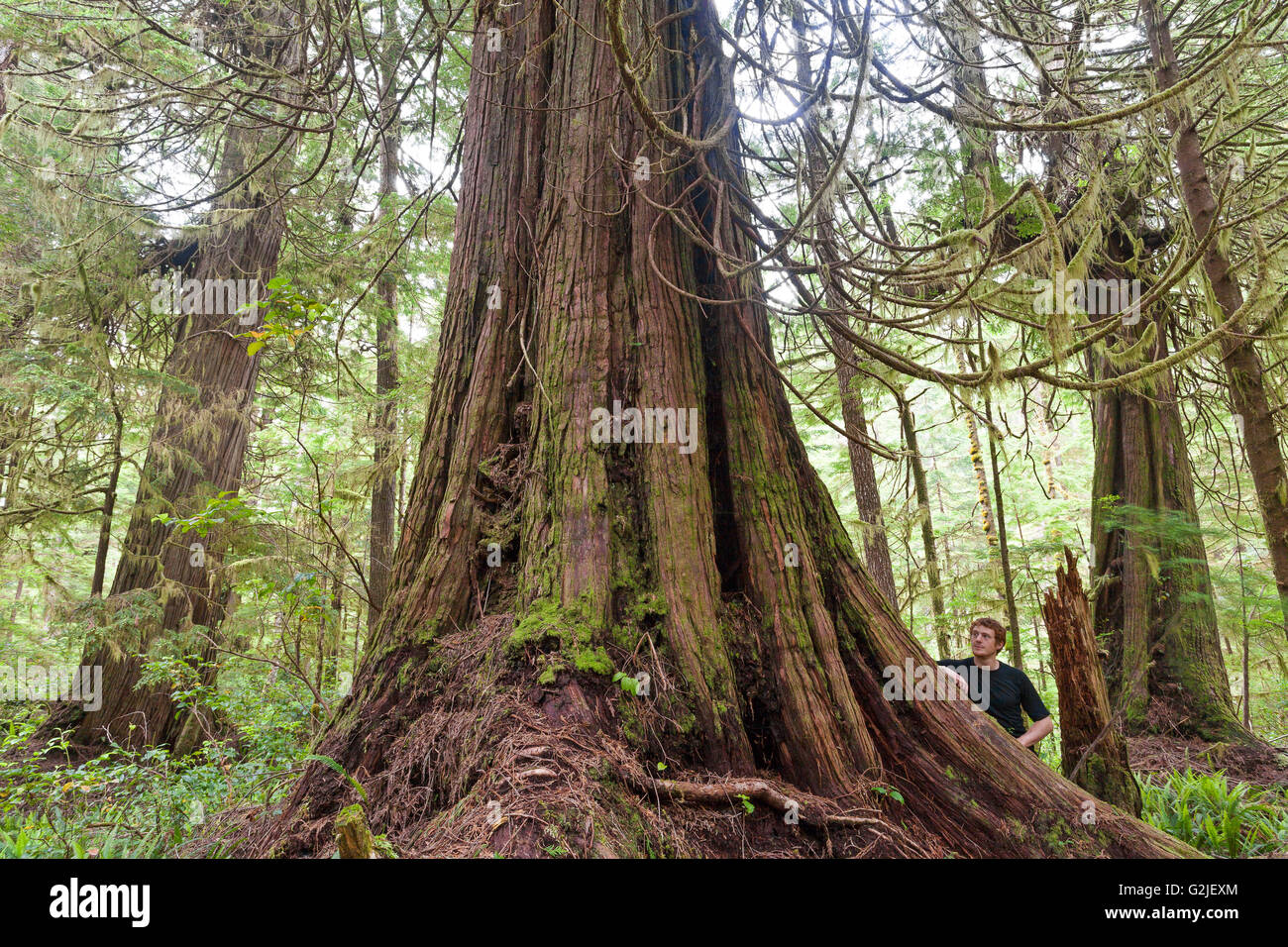 Un escursionista si erge tra il vecchio-crescita redcedar occidentale alberi Thuja plicata West Coast Trail Pacific Rim National Park Reserve Foto Stock