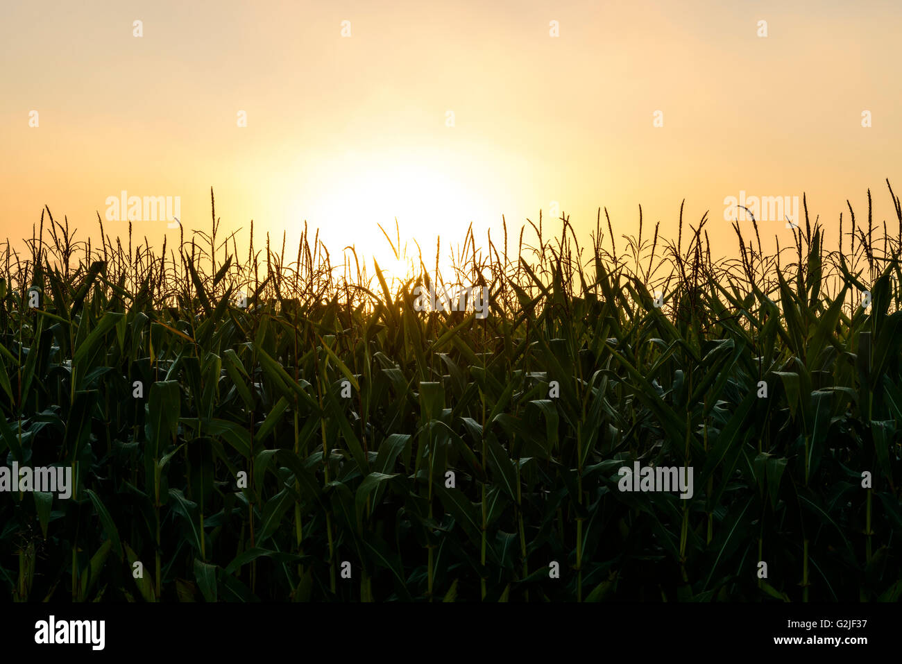 Golden Sun rising thru foschia sopra cornfield, Ariss, Ontario, Canada Foto Stock