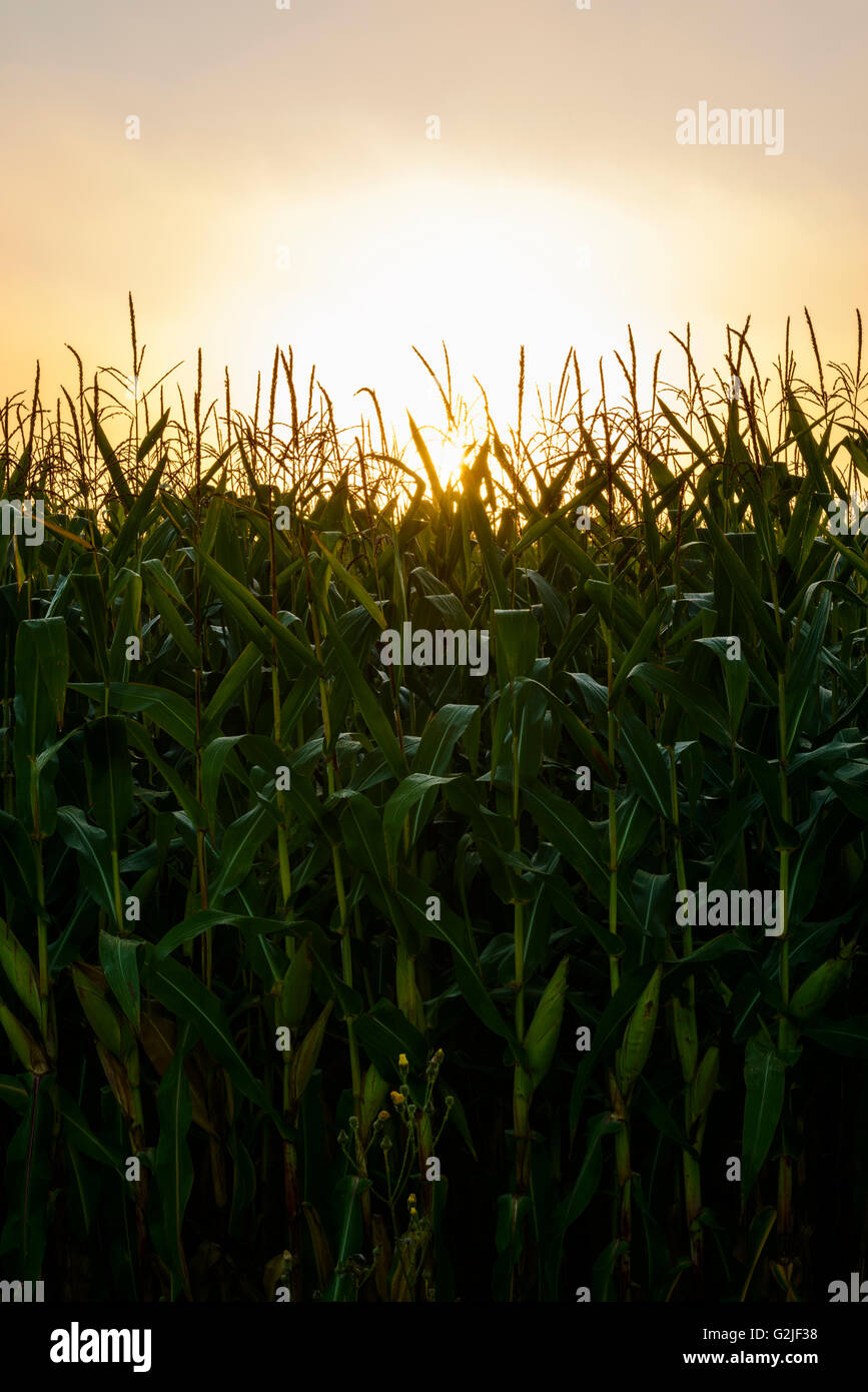 Golden Sun rising thru foschia sopra cornfield, Ariss, Ontario, Canada Foto Stock