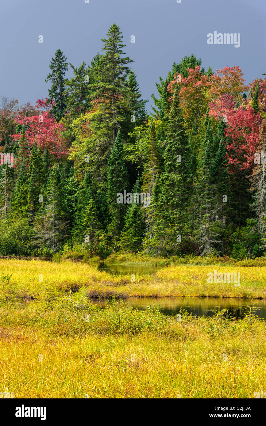 Tempesta di avvicinamento in autunno guardando sopra zona umida di bosco misto, nr Dorset, Haliburton, Ontario, Canada Foto Stock