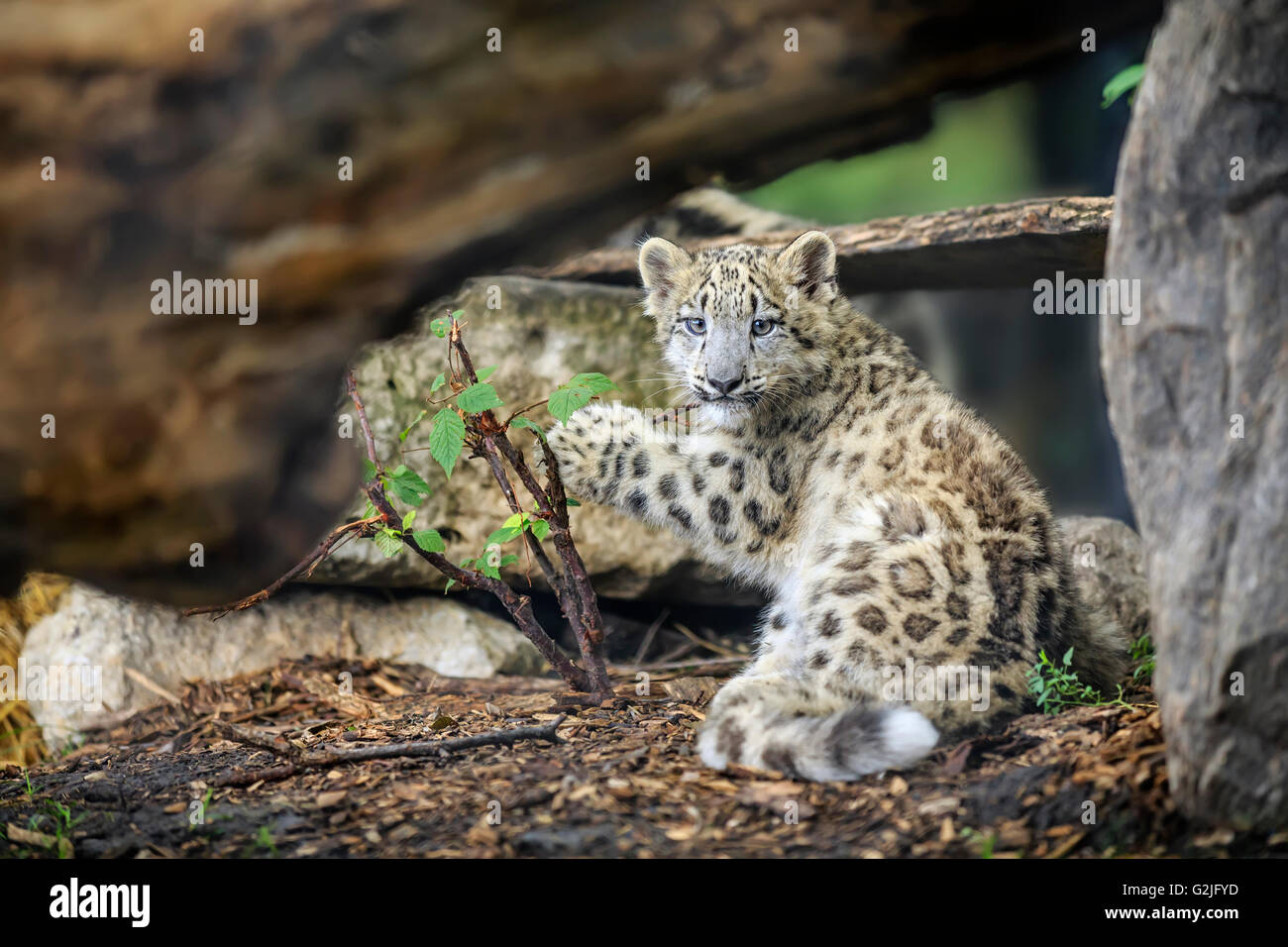 Snow Leopard cub Panthera uncia, Assiniboine Park Zoo, Winnipeg, Manitoba, Canada. Foto Stock