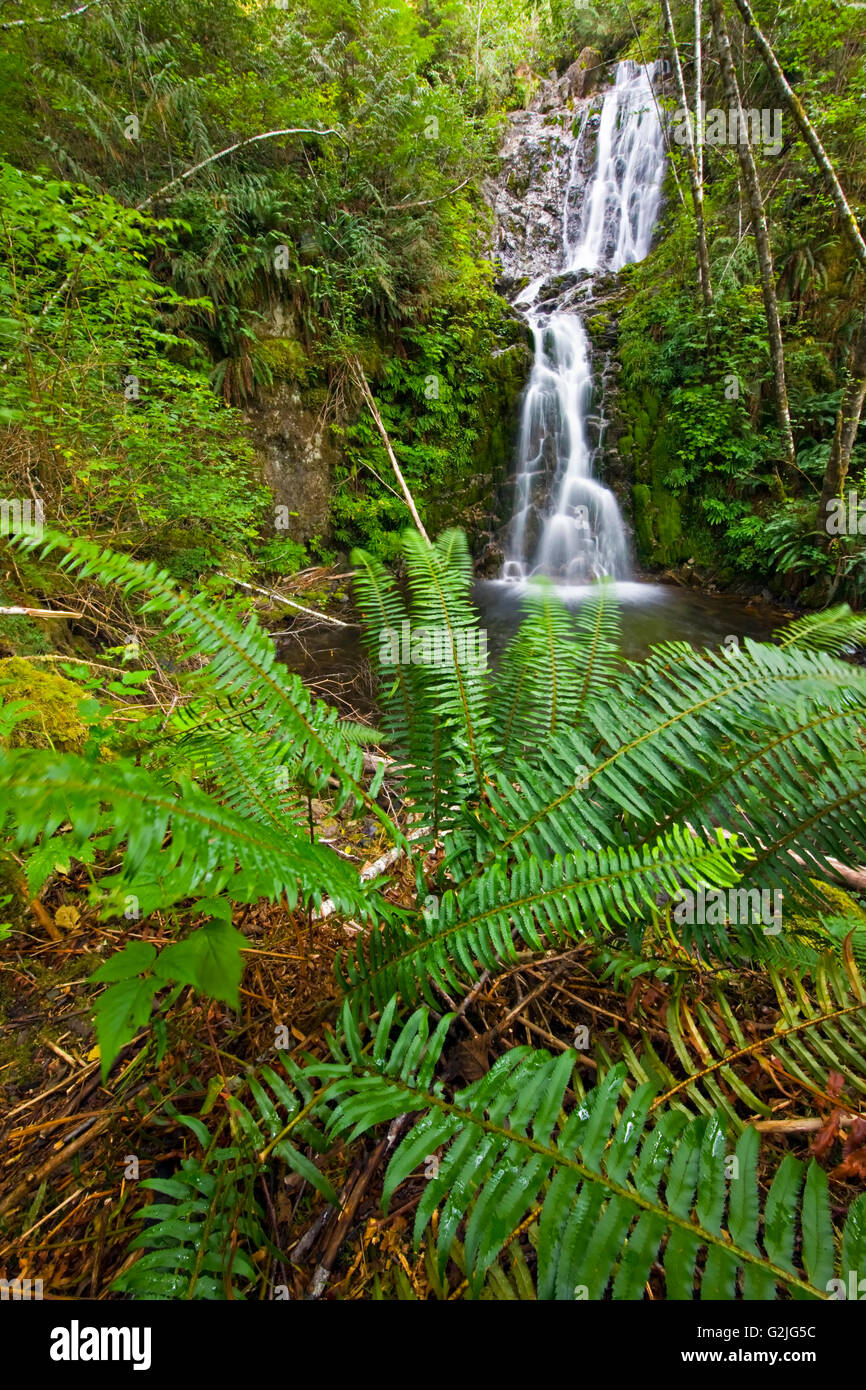 Cascata nella foresta pluviale vicino a Port Alice, Nord Vancouver Island, isola di Vancouver, British Columbia, Canada. Foto Stock