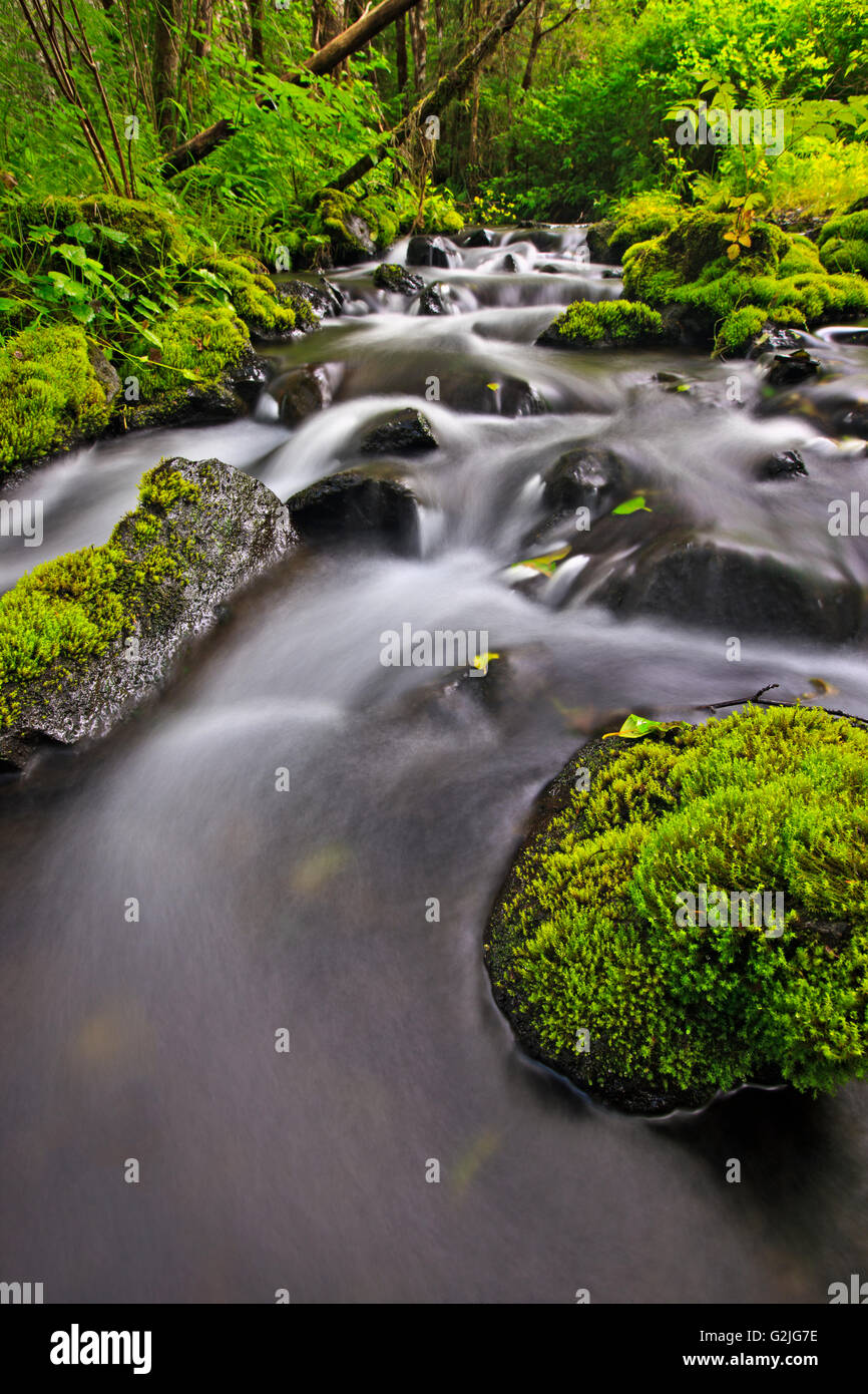 Daniels creek sulla parte settentrionale di Vancouver Island, una lunga esposizione acqua fluente fotografia. Foto Stock