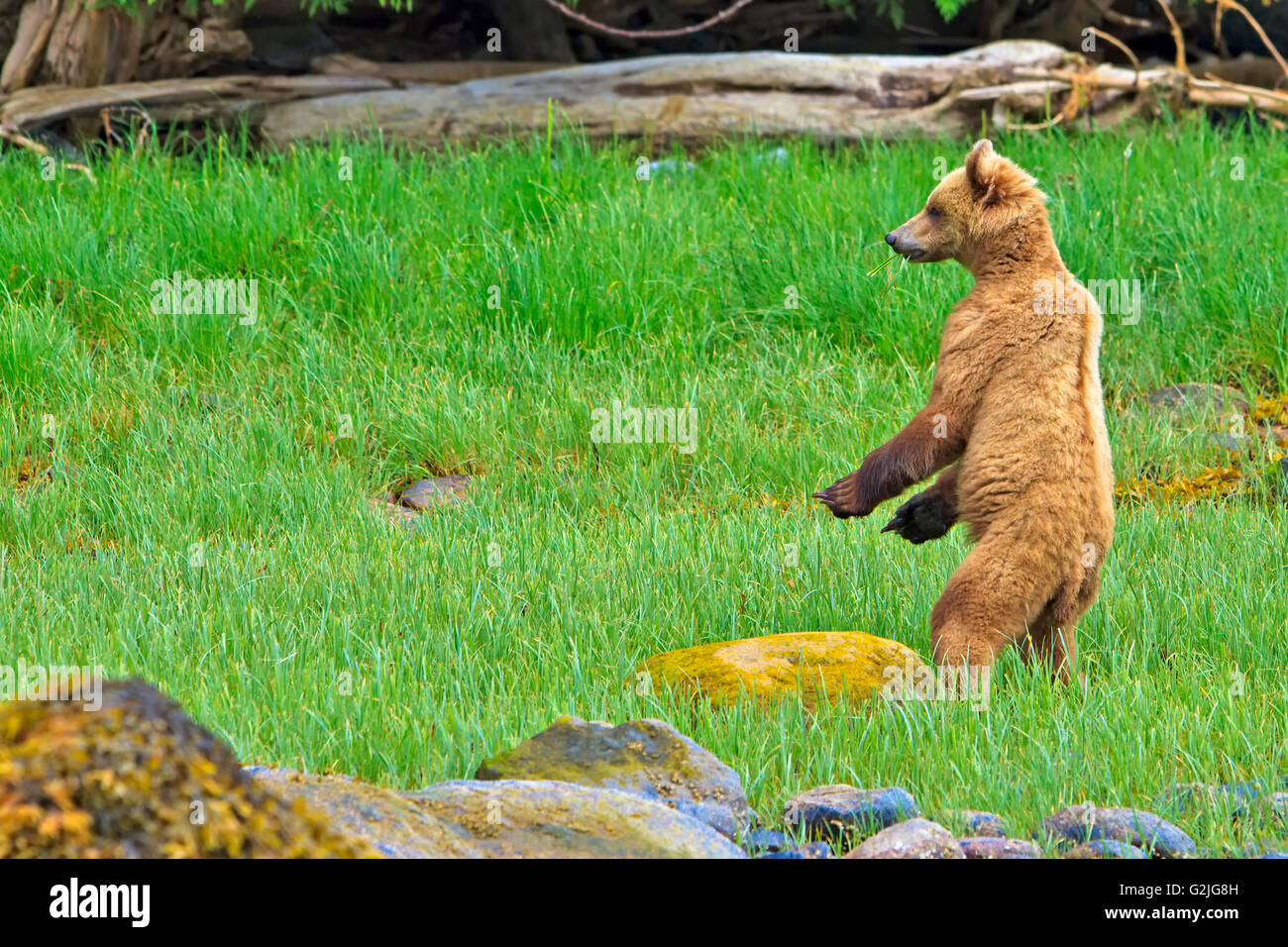 Costiera orso grizzly (Ursus arctos)in piedi in una verde oasi, il controllo della situazione, British Columbia continentale, Canada Foto Stock