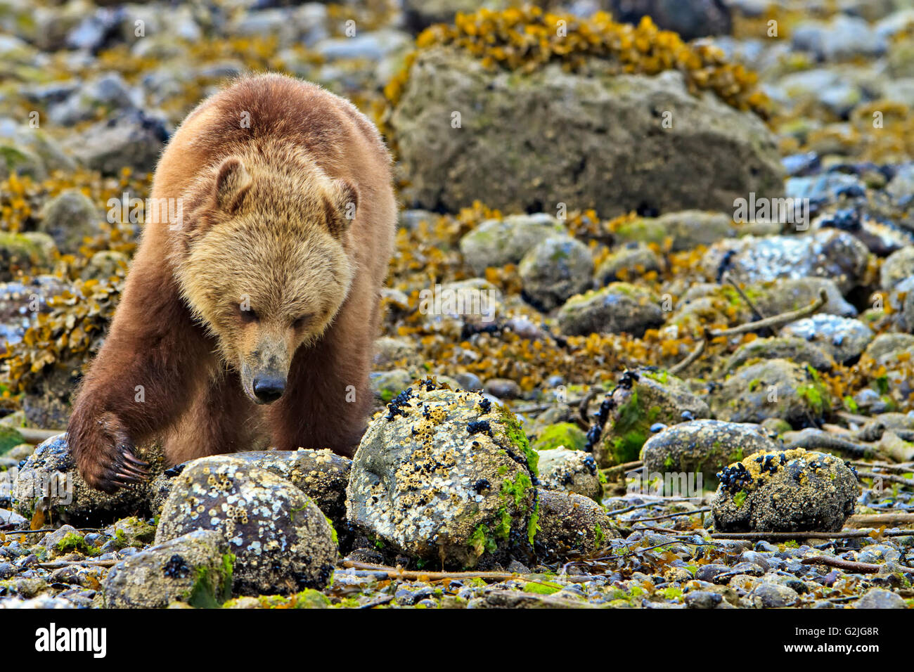 Costiera femmina orso grizzly alla ricerca di cibo a bassa marea sul British Columbia continentale, Canada Foto Stock