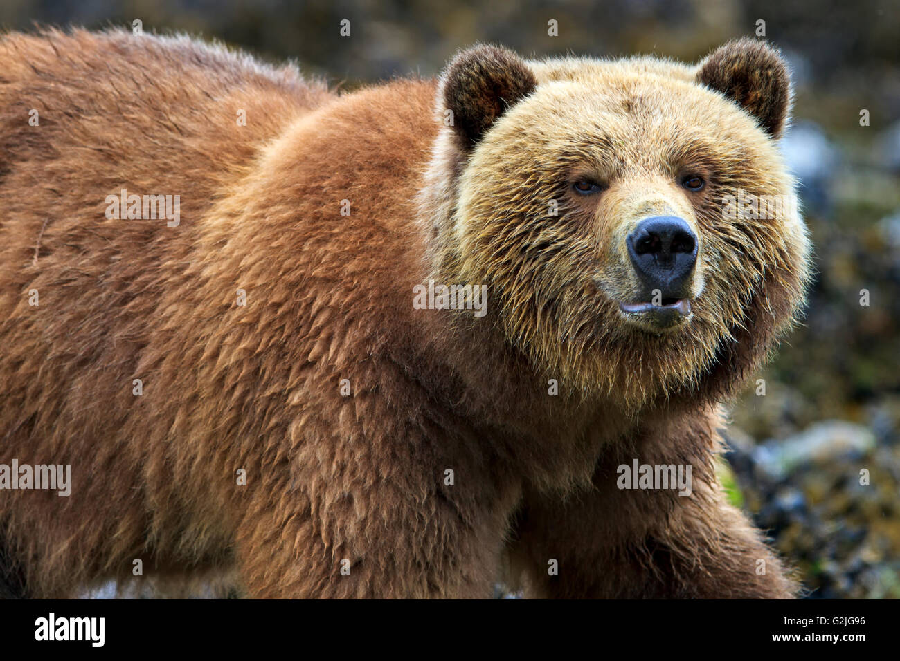 Costiera femmina orso grizzly alla ricerca di cibo a bassa marea sul British Columbia continentale, Canada Foto Stock
