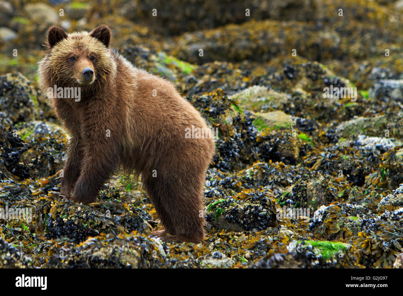 Coastal Grizzly Bear Cub alla ricerca di cibo a bassa marea sul British Columbia continentale, Canada Foto Stock