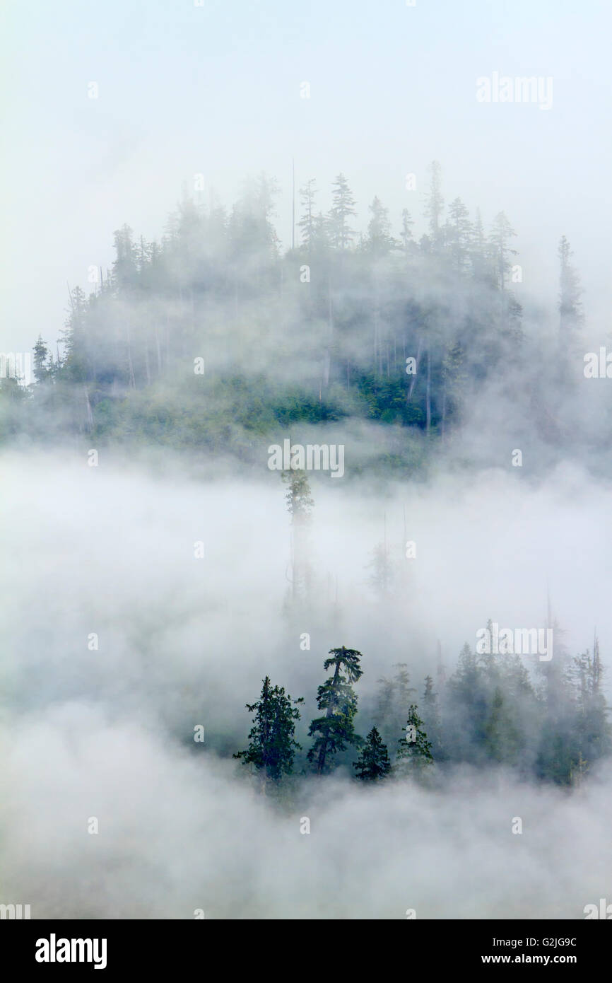 Nebbia spessa lungo la costa del grande orso foresta pluviale lungo la British Columbia costa, Canada. Foto Stock