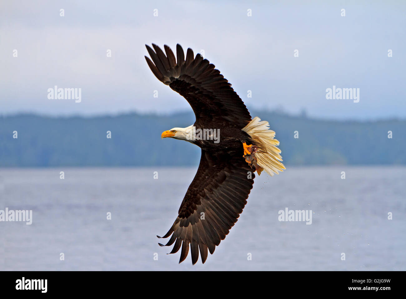 Aquila calva in volo con un fresco pescato il pesce di roccia nei suoi potenti artigli, Oceano Pacifico fuori del British Columbia costa, Canada. Foto Stock