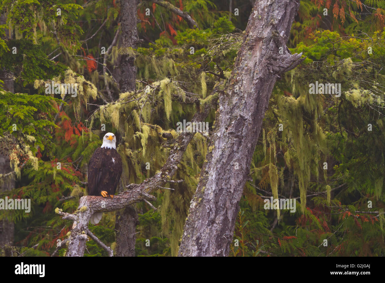 Aquila calva seduto su un vecchio albero lungo la grande orso nella foresta pluviale, British Columbia, Canada Foto Stock