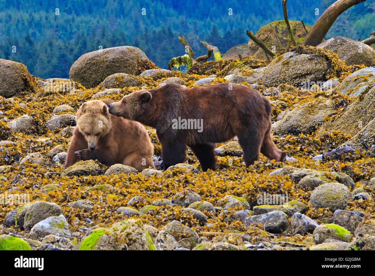 Costiera orso grizzly alla ricerca di cibo a bassa marea sul British Columbia continentale, Canada Foto Stock
