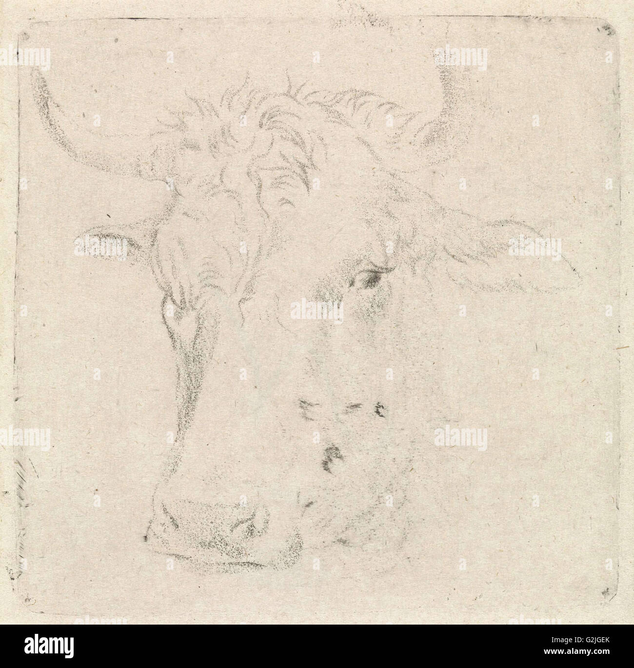 Testa di bue, Peter Janson, 1780-1851 Foto Stock