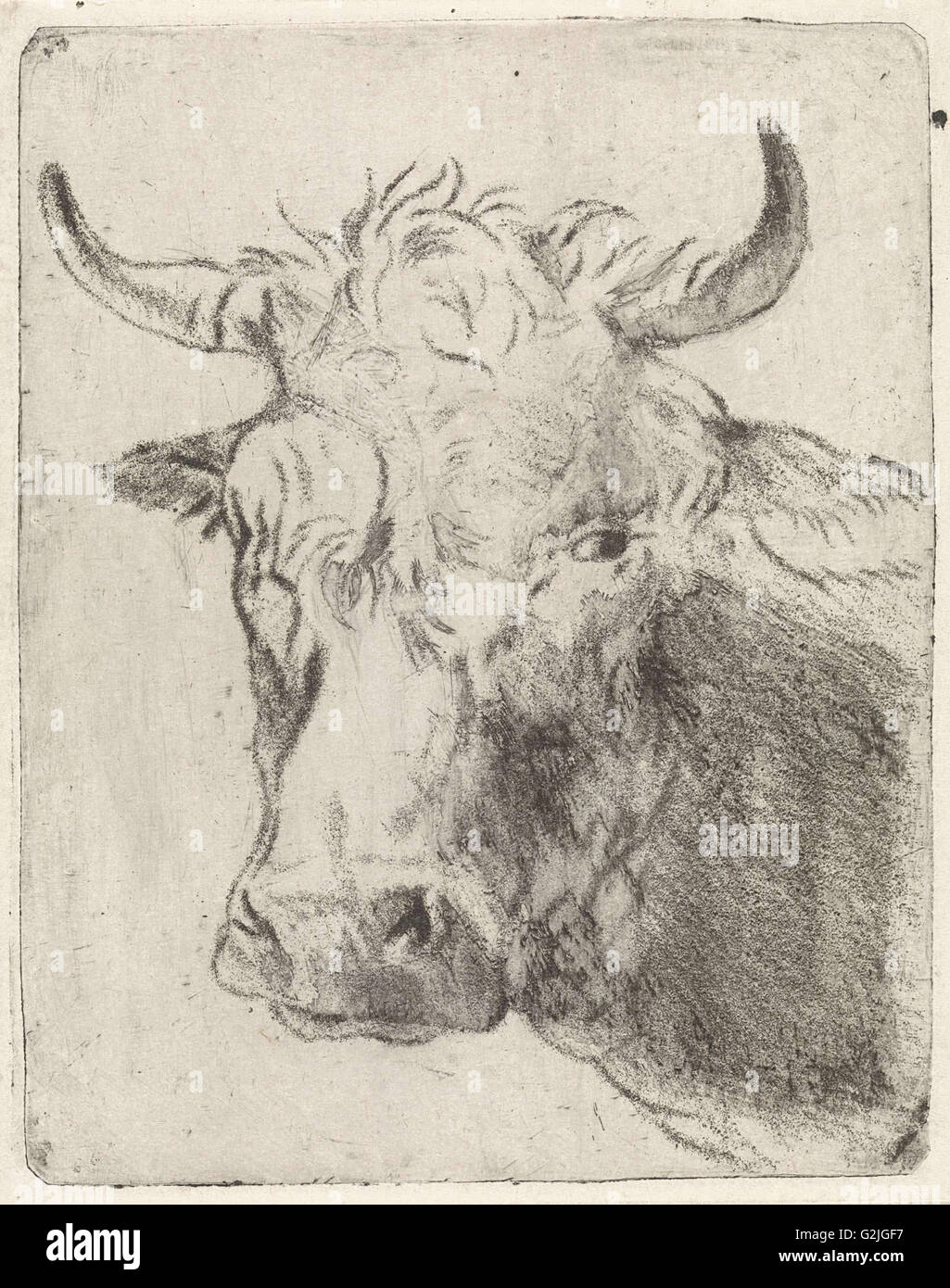 Testa di bue, sinistra, Pieter Janson, 1780-1851 Foto Stock