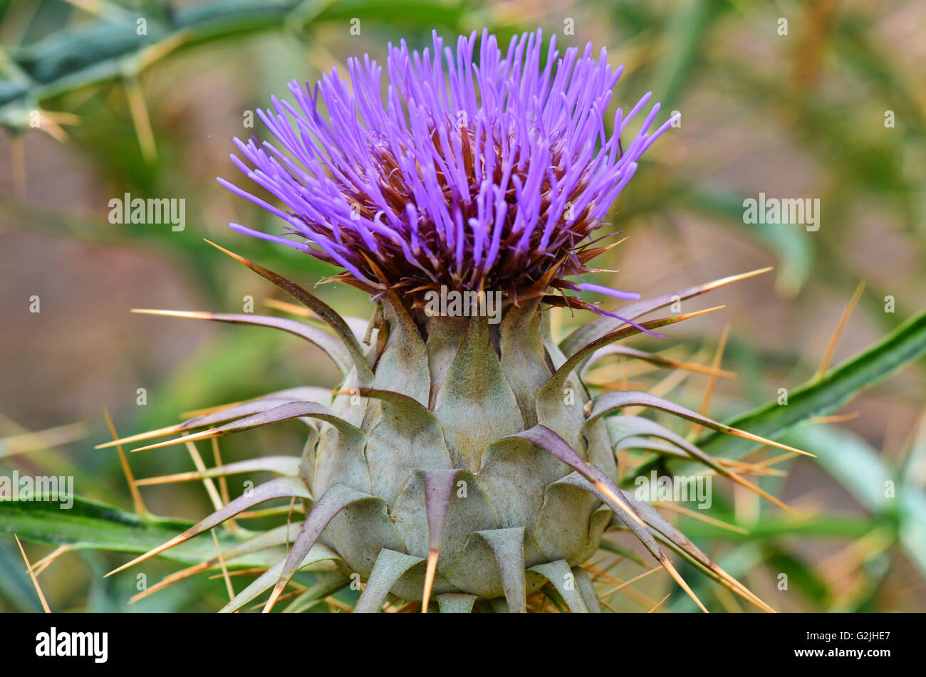 Fiore di cardo. Foto Stock