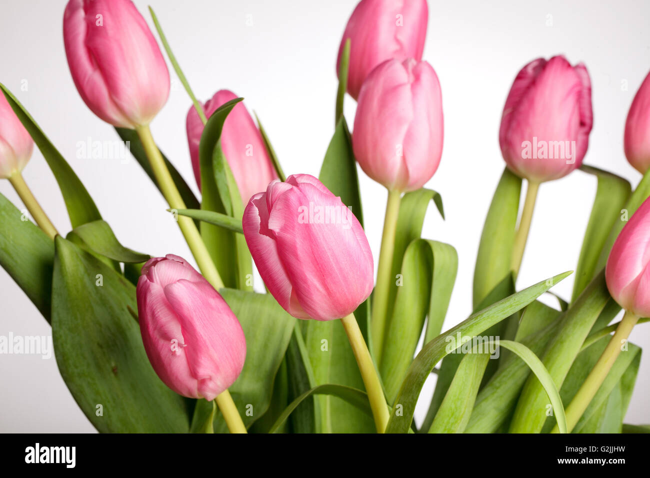 Bouquet di bella rosa luminoso tulipani con gocce d'acqua Foto Stock