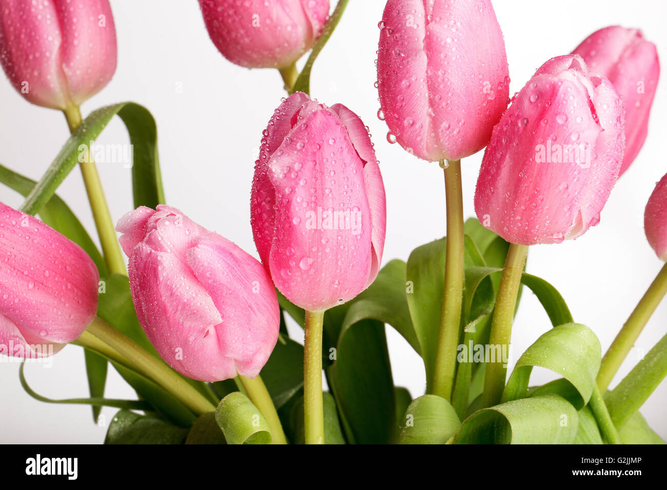 Bouquet di bella rosa luminoso tulipani con gocce d'acqua Foto Stock