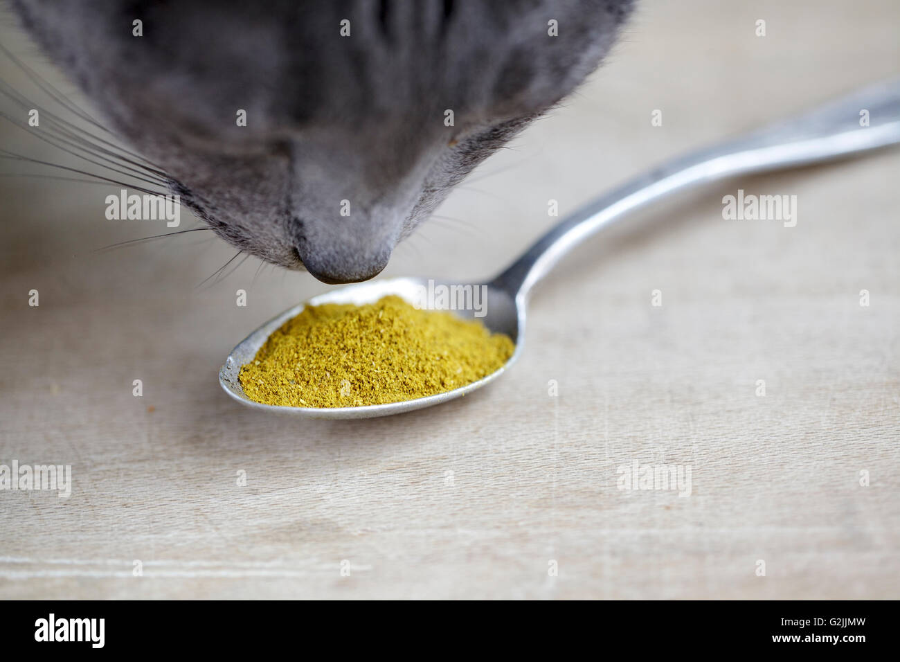 Cat sniffing a cucchiaio con giallo indian curry in polvere Foto Stock