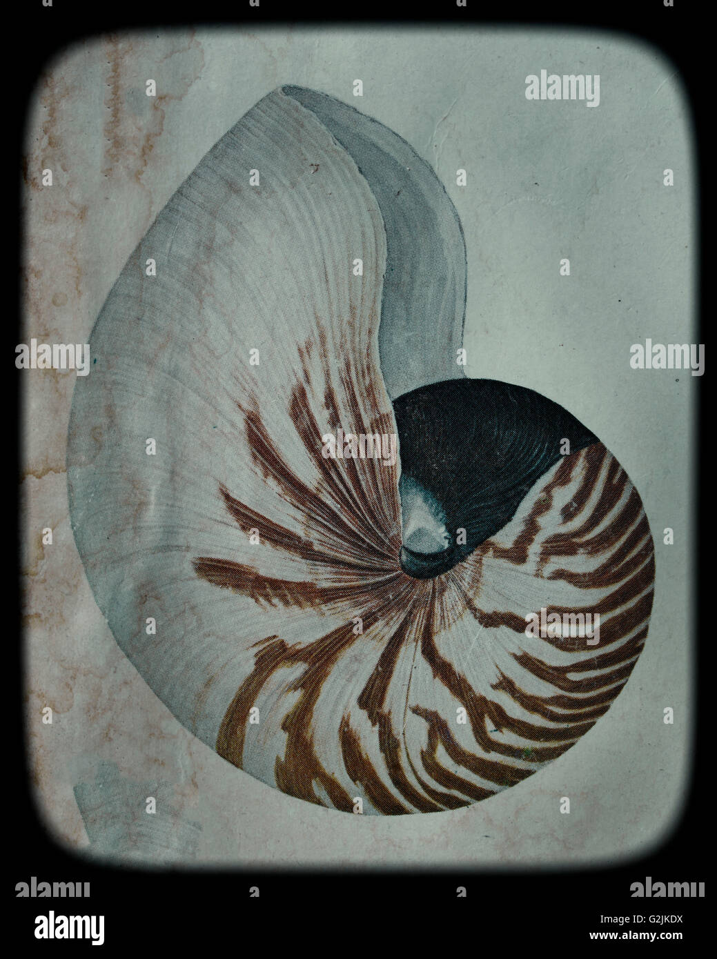 Coperture del Nautilus Foto Stock