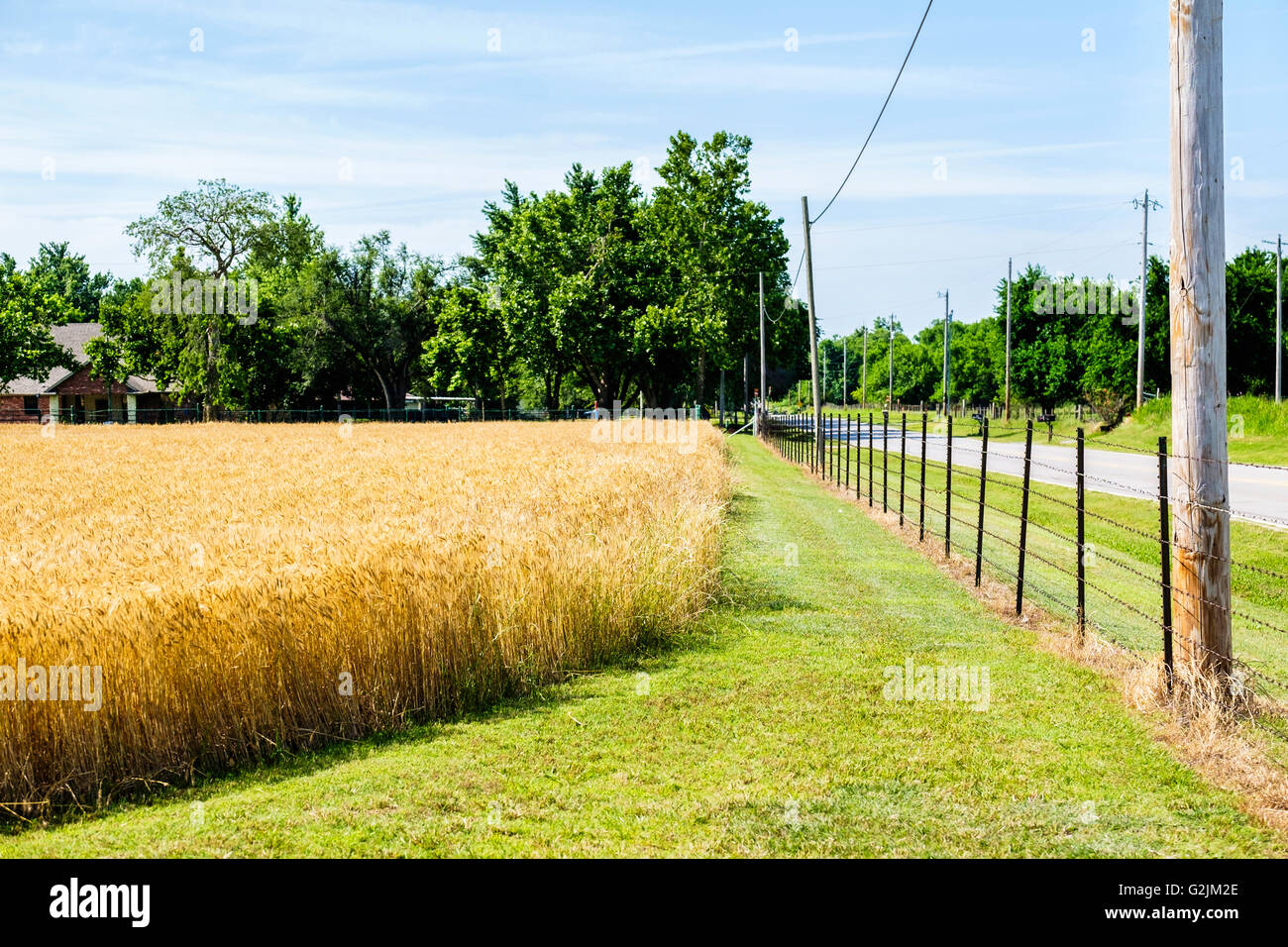 Un campo di grano maturo pronto per il raccolto in Oklahoma, Stati Uniti d'America. Foto Stock