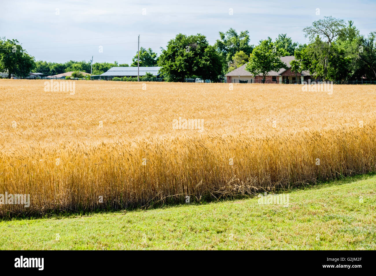 Un campo di grano maturo pronto per il raccolto in Oklahoma, Stati Uniti d'America. Foto Stock