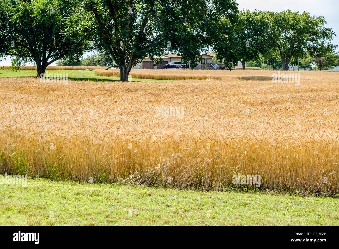 Un campo di grano maturo pronto per il raccolto in Oklahoma, Stati Uniti d'America. Foto Stock