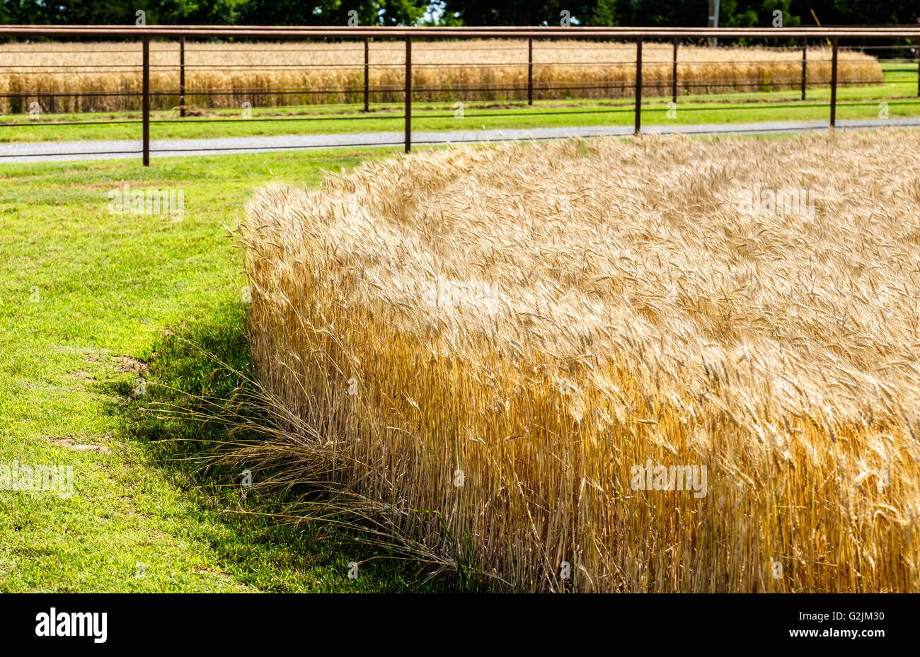 Un campo di grano maturo su ciascun lato di una strada è pronta per la mietitura in Oklahoma, Stati Uniti d'America. Foto Stock