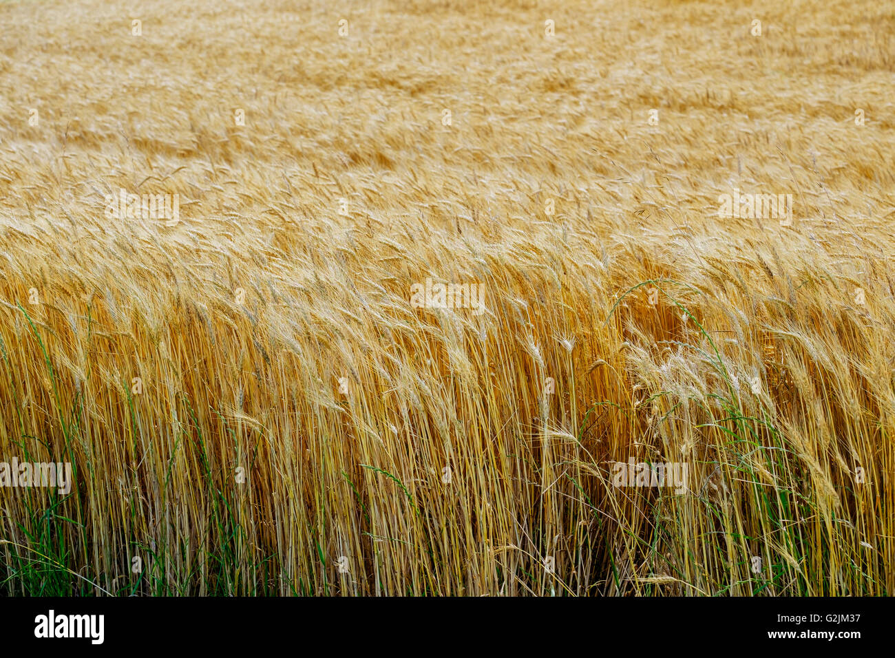 Un campo di grano maturo pronto per il raccolto in Oklahoma, Stati Uniti d'America. Foto Stock