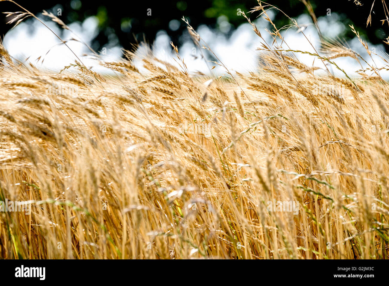Un primo piano di un campo di grano maturo pronto per il raccolto in Oklahoma, Stati Uniti d'America. Cheat, una fastidiosa erbaccia è anche mostrato. Foto Stock