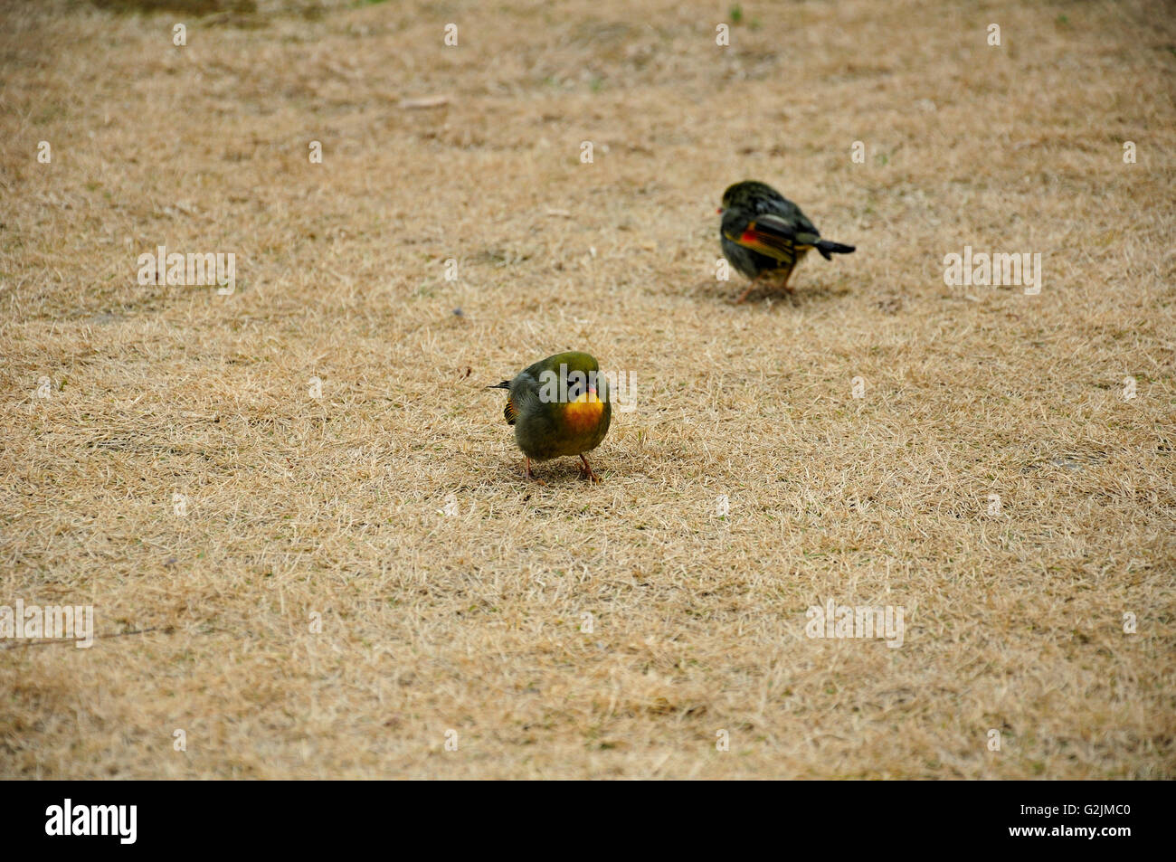 Un rosso-fatturati Leiothrix uccello o collina giapponese Robin sul terreno alla ricerca di sementi a Shanghai in Cina. Foto Stock