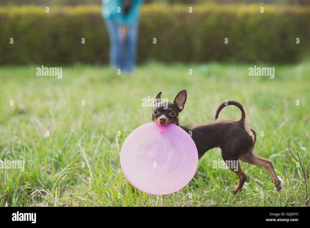 Carine Russo toy terrier cane holding frisbee e guardare alla fotocamera Foto Stock