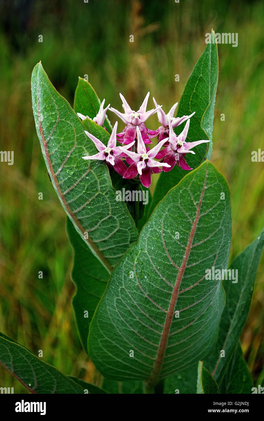 Un impianto di milkweed con fiori di colore rosa e rugiada sulle foglie. Foto Stock