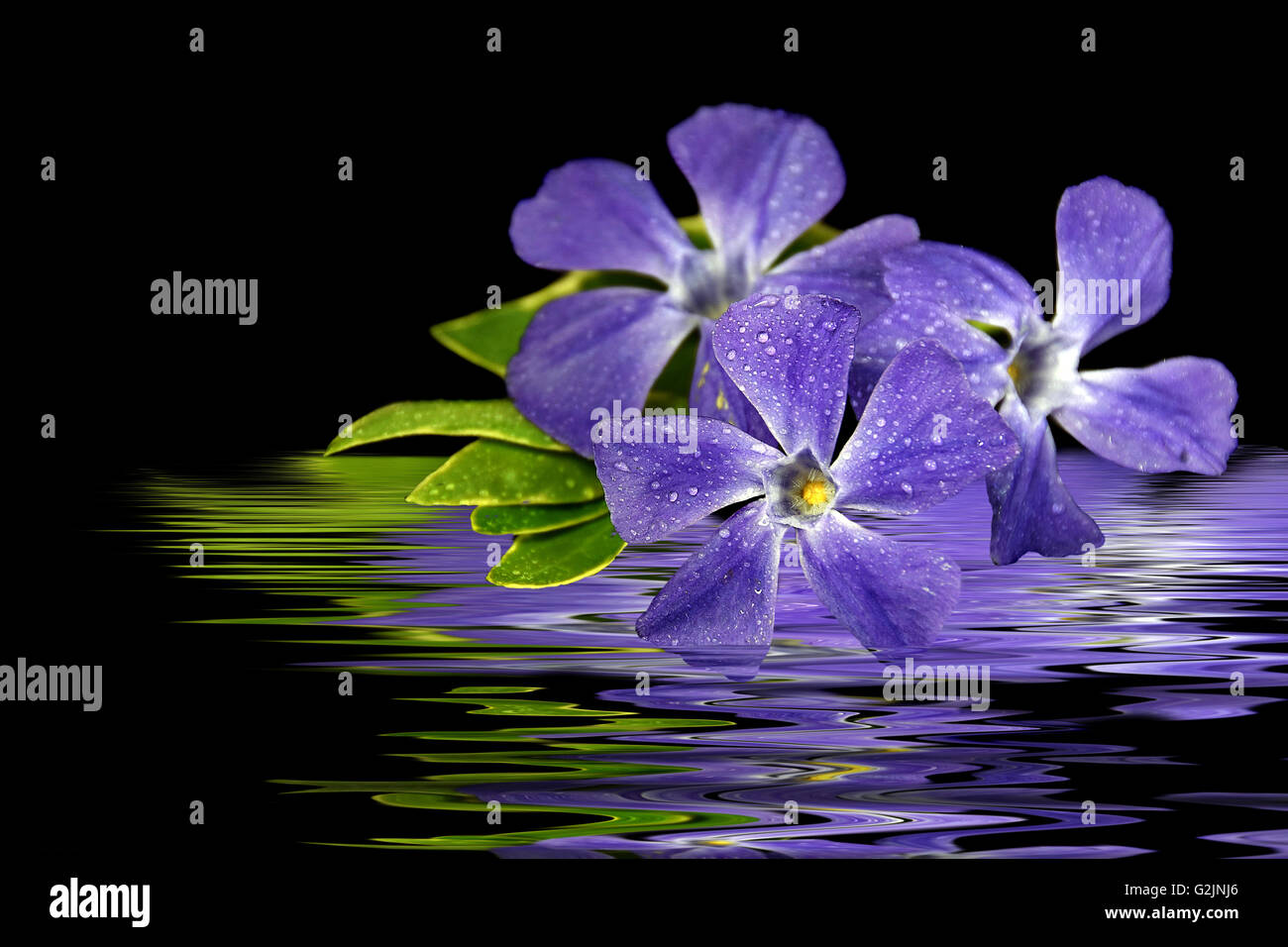 Close up viola fiore di mirto con goccioline di acqua in acqua la riflessione sul nero. Foto Stock