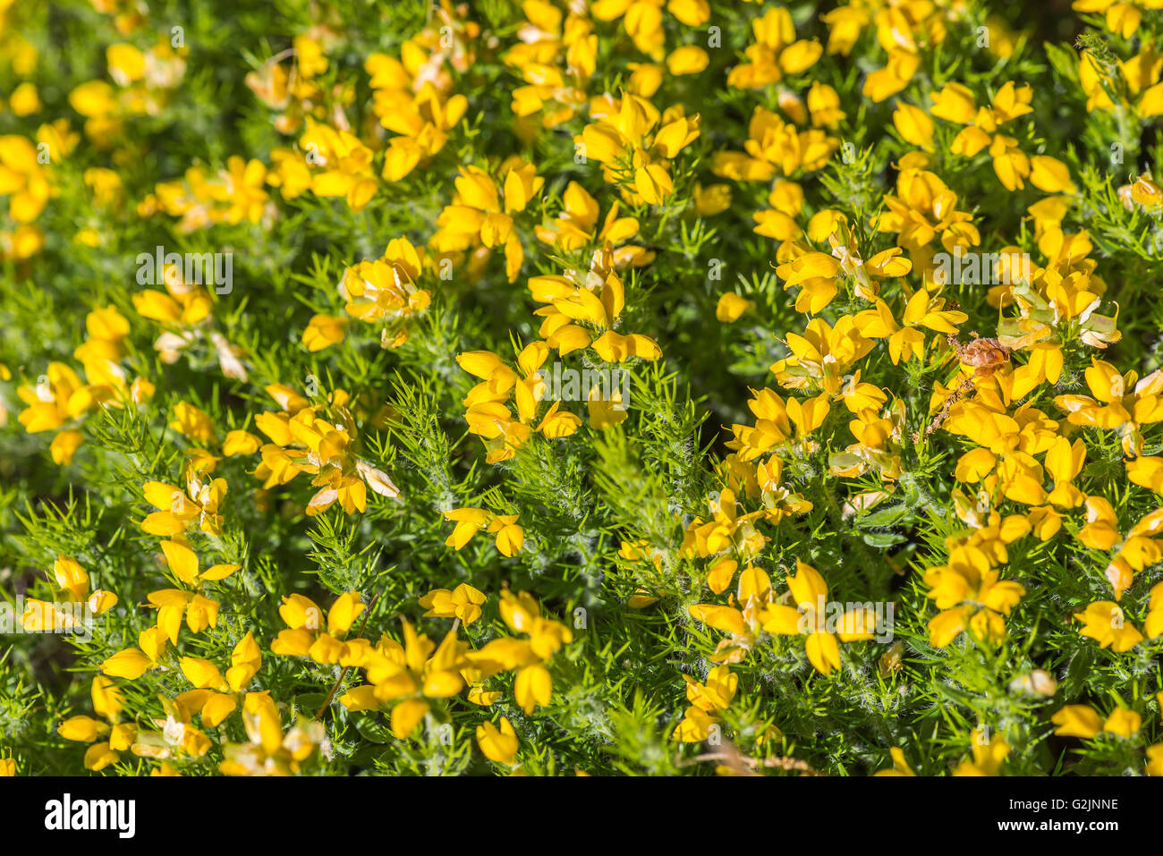 Genêt d'Espagne Foto Stock