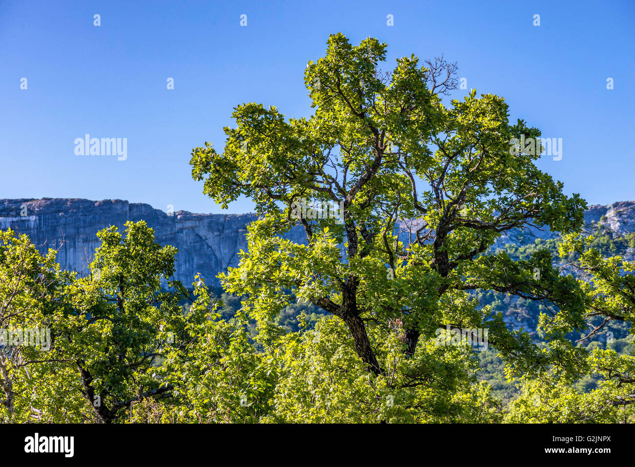 Chêne pubescenti Foto Stock