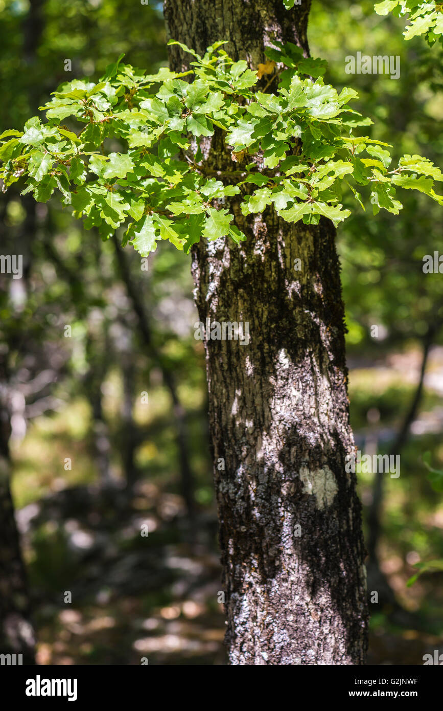 Chêne pubescenti Foto Stock