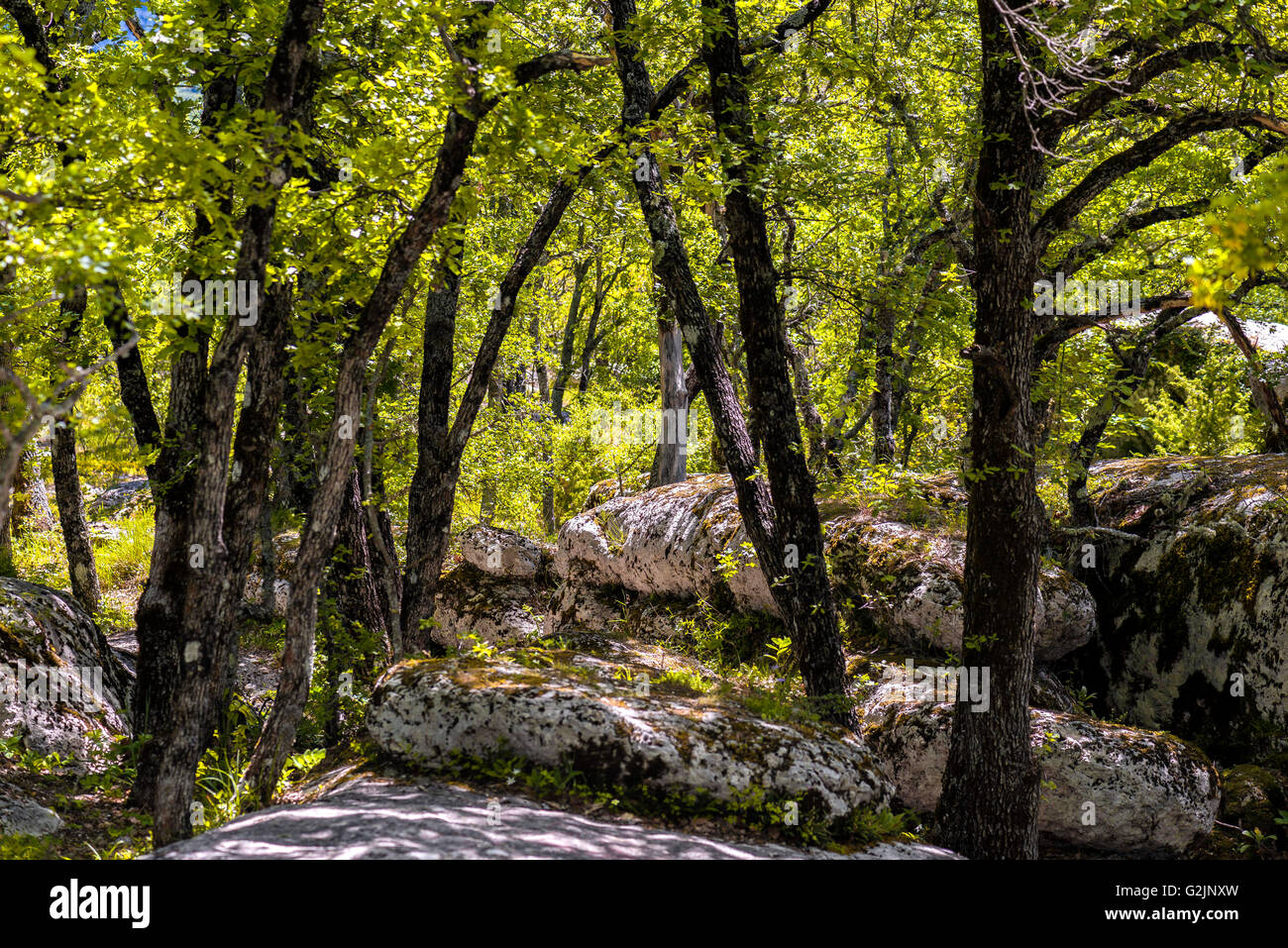 Chêne pubescenti Foto Stock